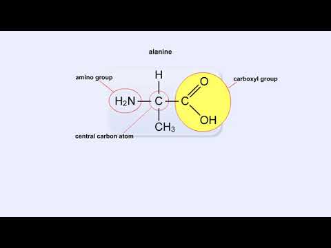 Structure of Amino Acid, Peptide Bonds & Polypeptides