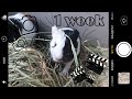 Морским свинкам 1 неделя|guinea pigs 1 week|СВИНКИ с МОРЯ