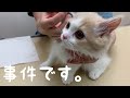 【緊急事態】耳から血が出ていたので急遽病院にいきました…。-[Emergency] I went to the hospital because my ears were bleeding…-