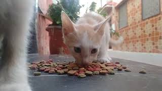 lovely world cute little kitten Street hangry and mom Cat 🐈😺 by world of stray meowing  446 views 8 months ago 1 minute, 58 seconds