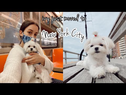 ფრენა ამერიკაში ძაღლთან ერთად / აივი გაამერიკელდა / VLOG / ano gegenava