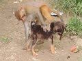 Monkey rides dog, Pashupatinath Temple, Kathmandu, Nepal