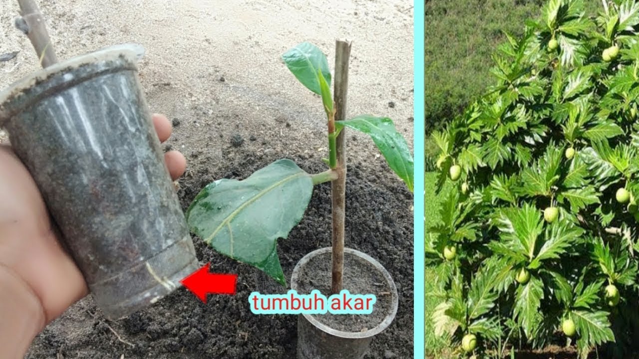 Terbongkar cara mudah stek sukun 2 Minggu berhasil tumbuh akar