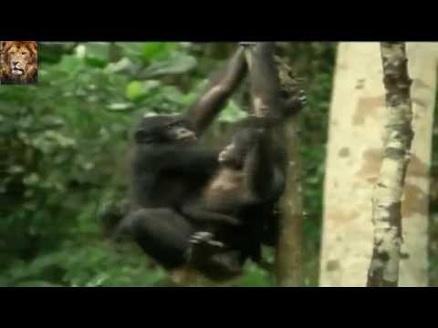 Video: Due Gorilla Si Sono Innamorati Del Loro Custode - Visualizzazione Alternativa