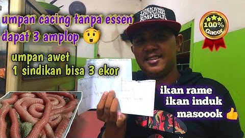 umpan alam non essen peraih 3 amplop | cacing nipah