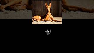 pharaoh hound fun facts , traits and charteristics#pharaoh#doglover#dogshow#subscribe#funfacts#short