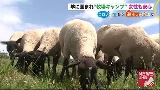 羊に囲まれ