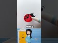 Learn how to draw a cute seven spotted ladybug step by step!Start with a big red circle for the body