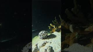 Night Dive in Indonesia #diving #scubadiving #nightdive #underwater #divelantern