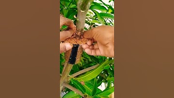 Chiết cành cây 🌲 đơn giản dễ làm 4
