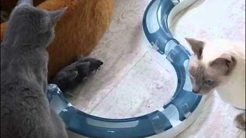 Video 7460731: thai siamese, russian blue