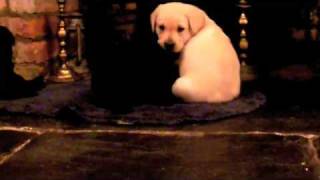 Pups video 2 Feb 15th 2009 - five weeks old by David Goodman 240 views 15 years ago 4 minutes, 8 seconds