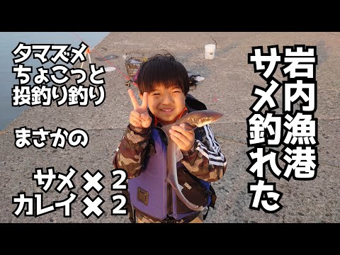 【釣り】岩内漁港東防波堤でサメ釣れる