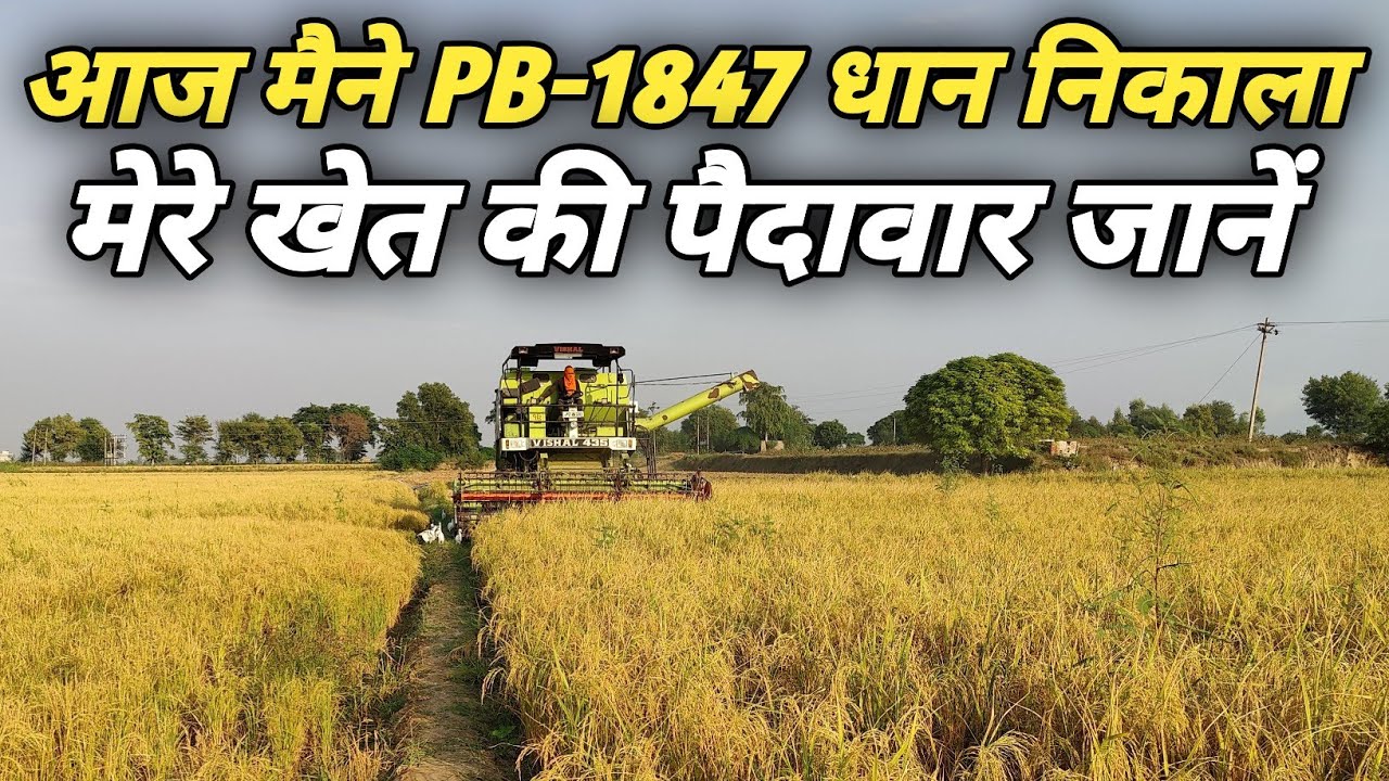 1847 paddy hervesting।1847 rice yield।1847 dhaan ka jhaad kitna aaya ...