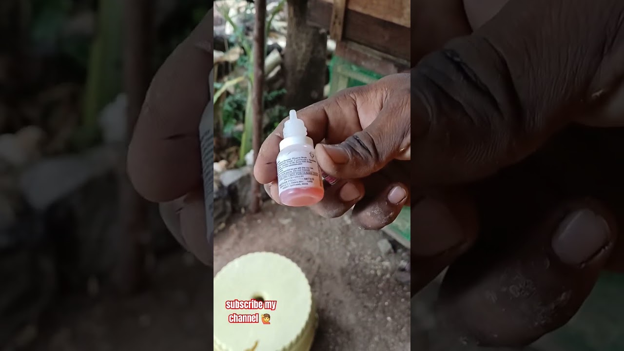 gambora vaccination for jatikodipillalu 