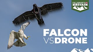 Fabulous falcon racing – with a remote controlled crow