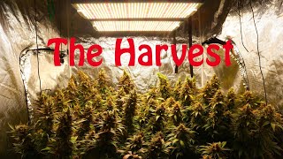 The Harvest. Girl Scout Cookies and Black Domina under Viparspectra P2500's