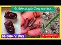 பேரீச்சை மரம் வளர்ப்பது எப்படி? How to grow Dates Tree from Seed in Tamil?