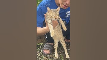 Mèo chiến thần săn rắn về đêm #snake