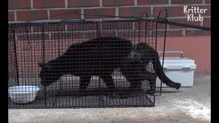 Cat Hater Almost Strangled Cat To Death (Part 2) | Kritter Klub Cat Hater Almost Strangled Cat To Death (Part 2) | Kritter Klub