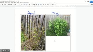 Instructional Lessons on Screencastify - Google Docs