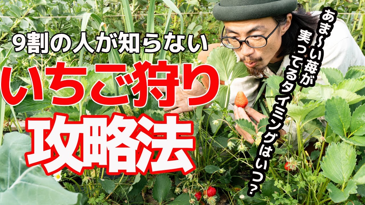 いちご狩りを100倍楽しむ為の攻略法６選　＃八百楽農園