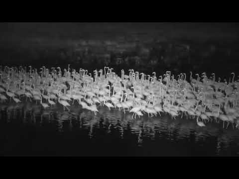 Flamingo Dance | Ranger Insights