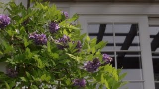 Growing Wisteria | At Home With P. Allen Smith