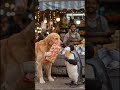 dogesh bhai aur penguin bhai bajar me #shorts #viral #trending #ai #aivideos