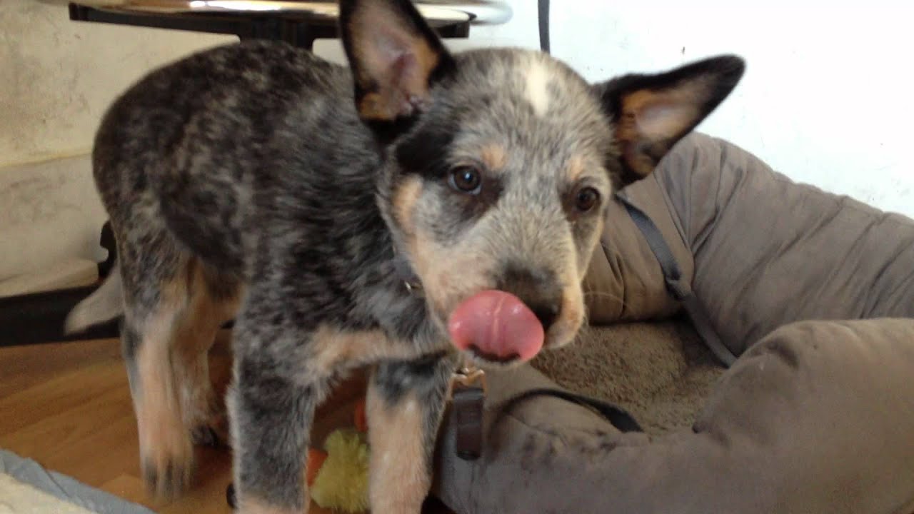 Are Spicy Cheetos Bad For Dogs