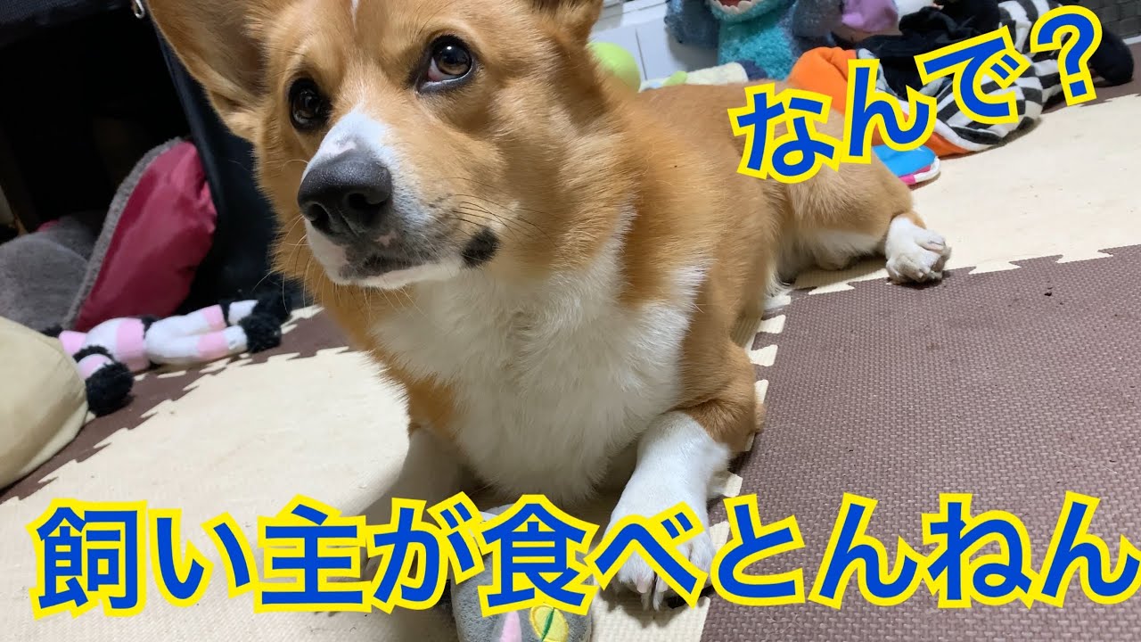 コーギー 飼い主が犬用歯磨きガムを食べる振りをしたら Conan S Happy Days Youtube コーギー 飼い主が犬用歯磨きガムを食べる振りをしたら Conan S Happy Days Youtube