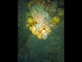 Night Spearfishing #freediving #spearfishing
