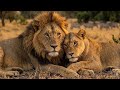 Tablo : Görkemli Aslan Tablosu Güç Ambiyansı (4K) 🦁✨