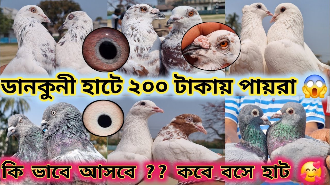 অনেক কম দামে এই বার 😳 ২০০ টাকায় শুরু পায়রা 😱 ডানকুমি হাট আবার শুরু 💥 @DIPANPIGEONSLOVER 