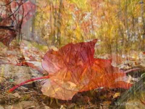 Турбина туриста листья падают