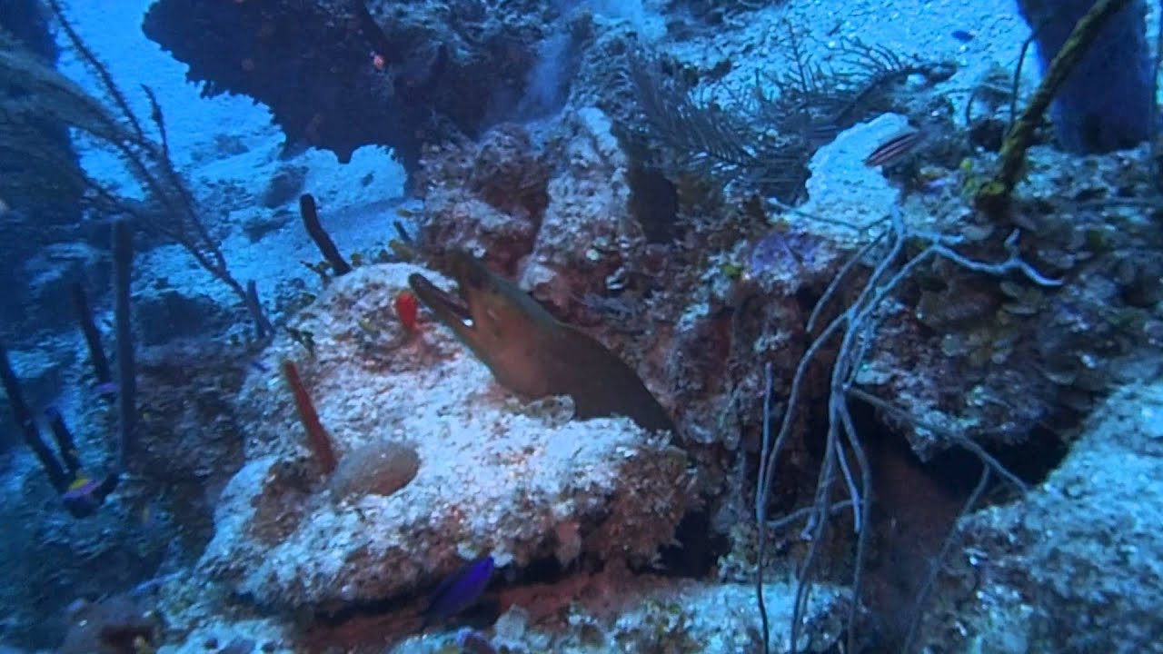 Diving Bonaire YouTube
