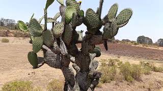 La casa  de pancho 🏡 en medio del cerro🏜️en Santiago Oxtoc toxhie Aculco México 🌿