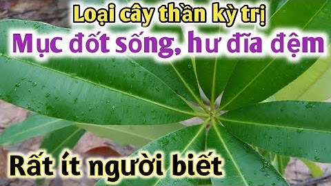 Bài thuốc trị Hư (mục) cột sống do thoái hóa, hư đĩa đệm, thoái hóa xương khớp. PHAN HẢI Channel