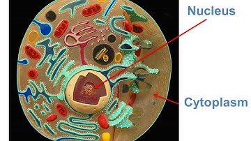 Biology - Structure of cell and organelles - English