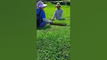 The pruning process of tea leaves- Good tools and machinery make work easy