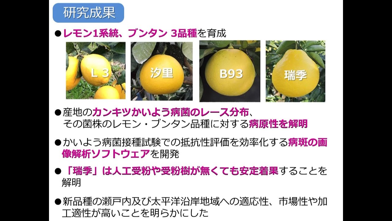 かいよう病に強く 種子がほとんどない晩生カンキツ新品種 瑞季 みずき 等の育成 Youtube かいよう病に強く 種子がほとんどない晩生カンキツ新品種 瑞季 みずき 等の育成 Youtube