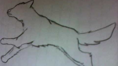 wolf run test (animation)