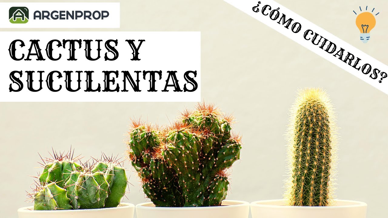 Cactus Y Suculentas Los Mejores Tips Para Su Cuidado Youtube