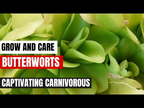 Vídeo: O que é um Butterwort: Aprenda sobre o cultivo de Butterworts Carnívoros