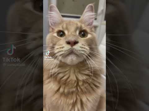 Кошка грызет и царапает всё#short #relaxing #shortvideo #usa #shorts