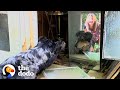 Dogs Lead Parents To The Baby Animal Stuck In Their Shed | The Dodo