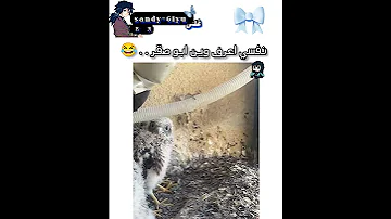 هجوم ام صقر Anime هيناتا اكسبلور Smartphone شلتنا انمي اهميه اوتاكو 
