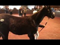 American Pharoah foal brings $1 million