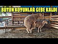 KOÇLAR ÇOK KIZGIN KOYUNLARI DÖVÜYORLAR ~ YENİ KOÇ İŞ BAŞINDA