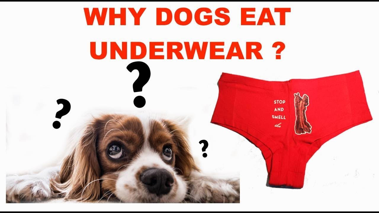 can dogs digest underwear